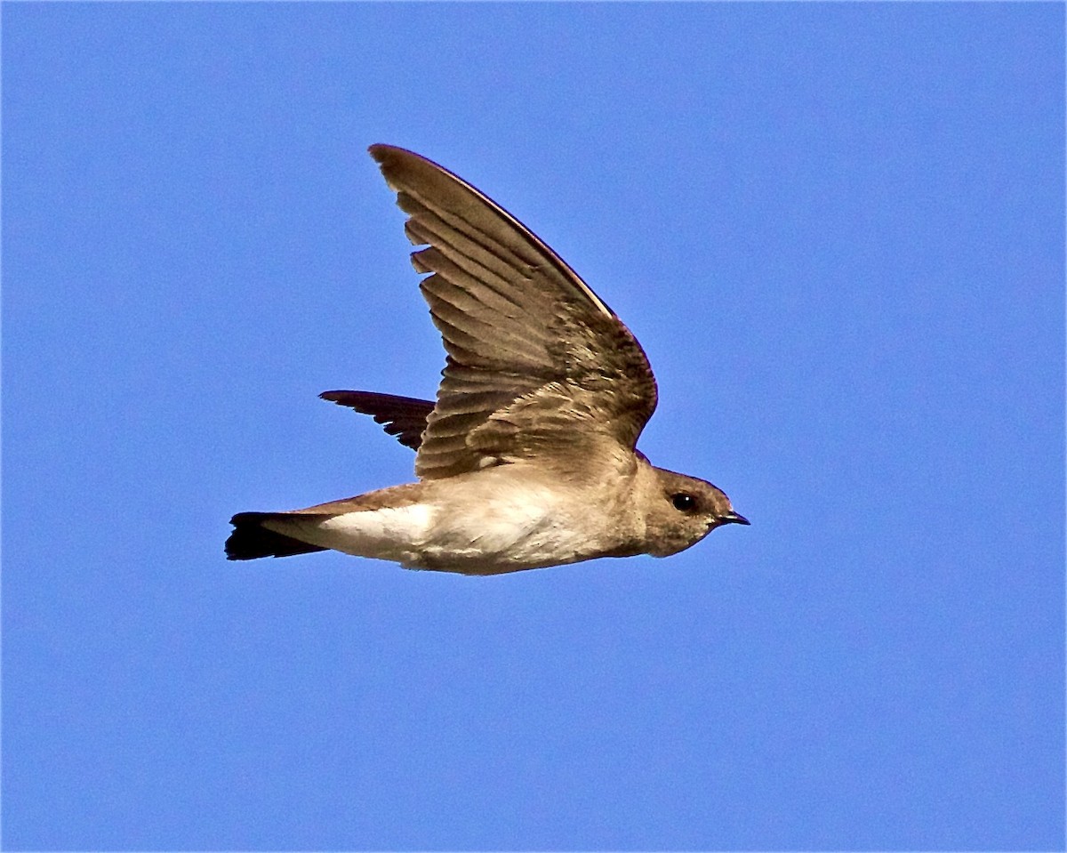 Northern Rough-winged Swallow - ML346904711