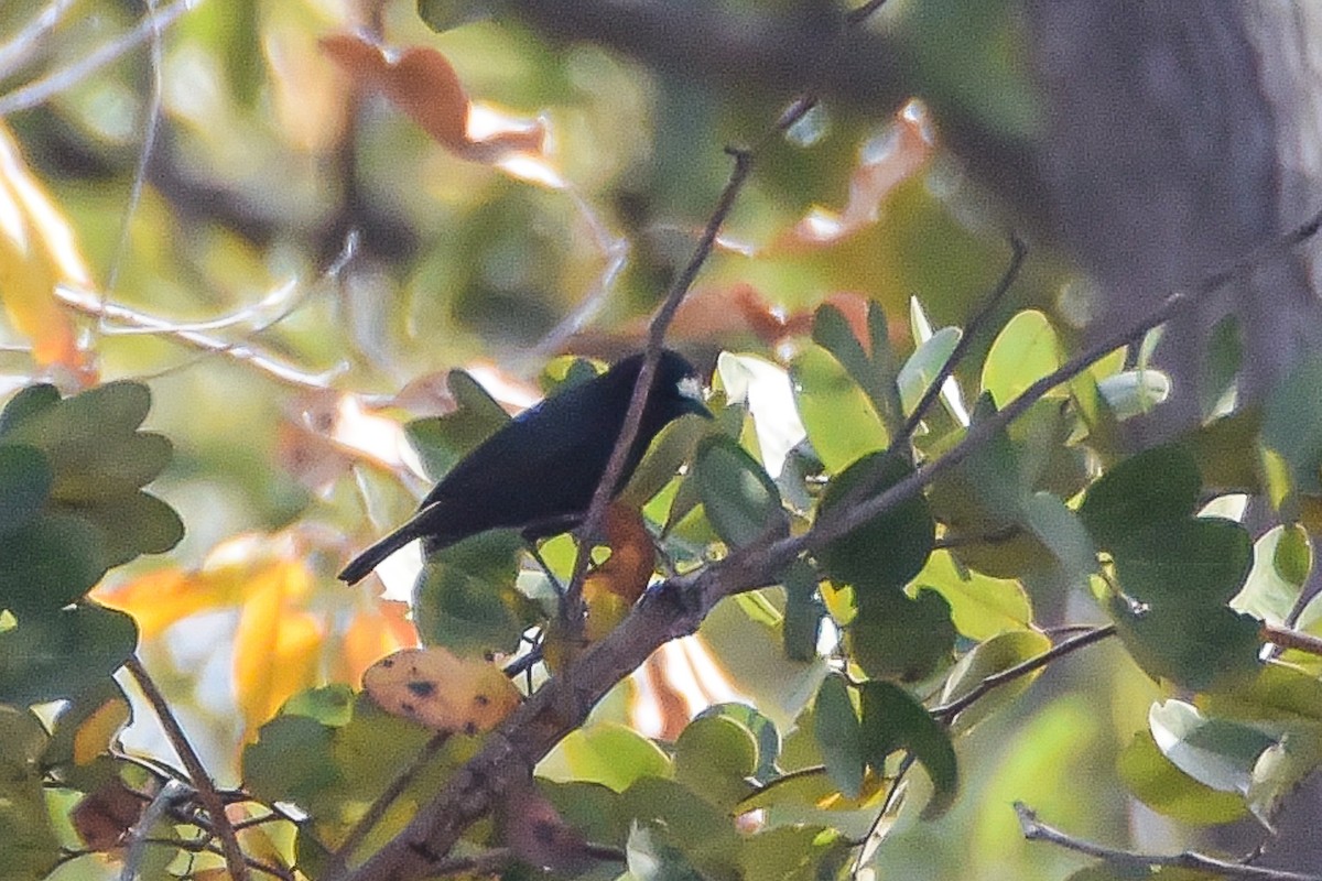 White-fronted Black-Chat - Giuseppe Citino