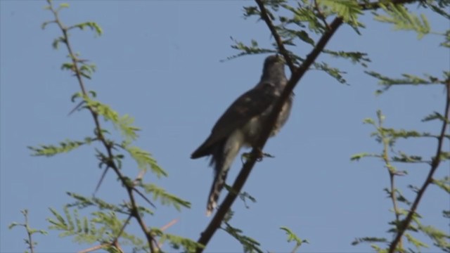 Gray-bellied Cuckoo - ML346906611