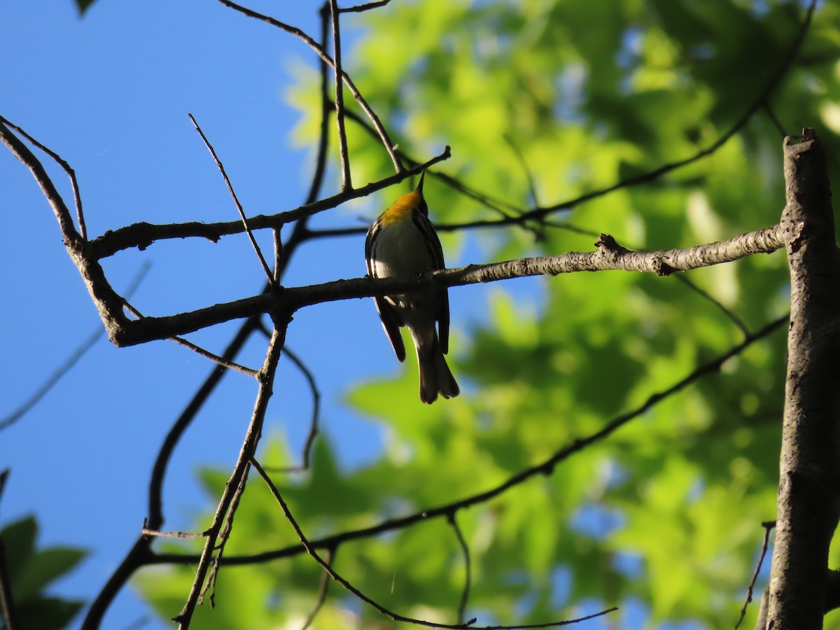 Yellow-throated Warbler - Scott Clark
