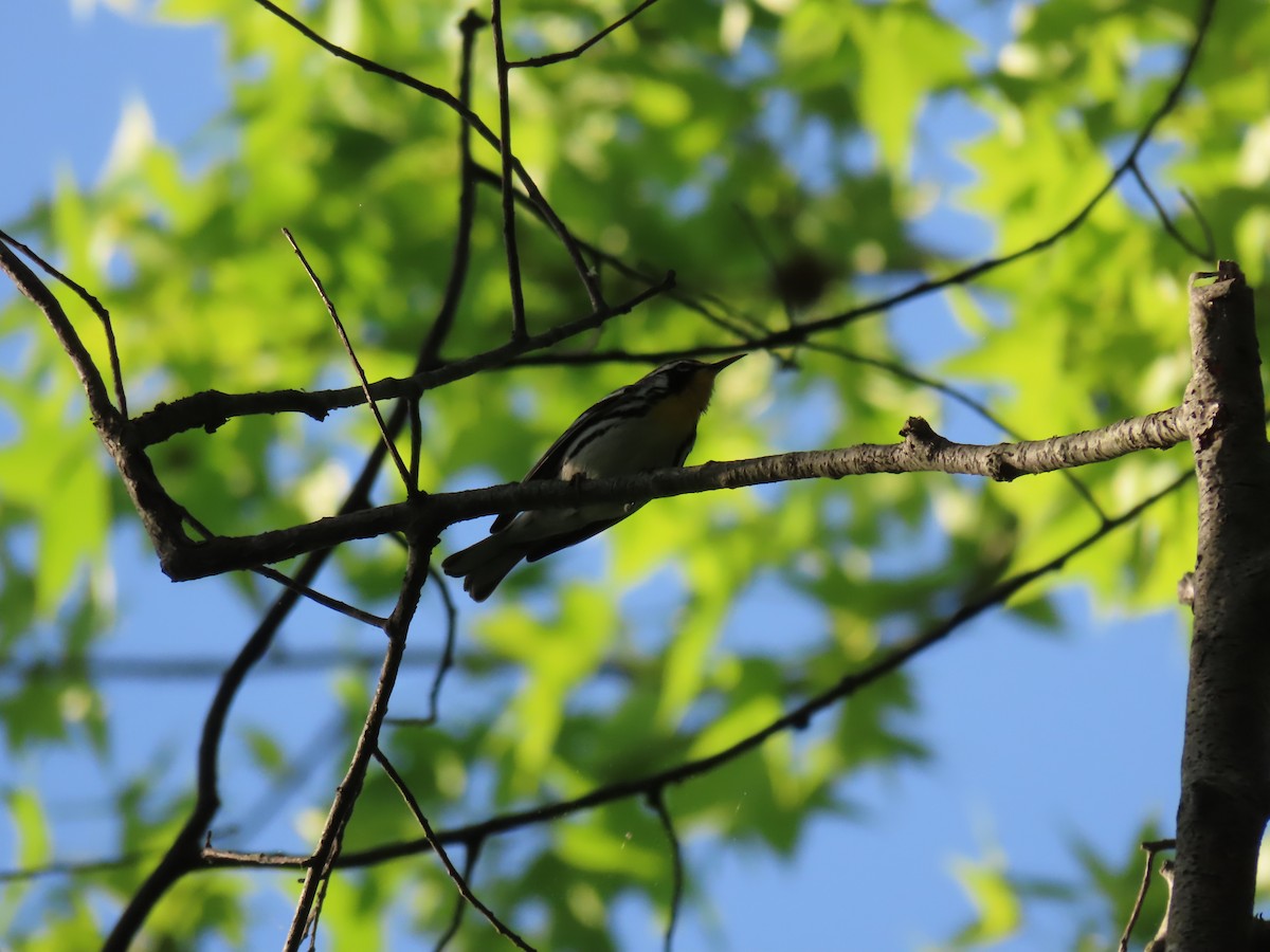 Yellow-throated Warbler - Scott Clark