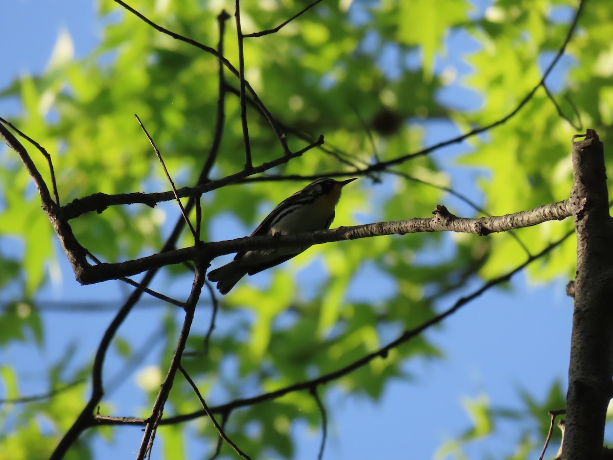 Yellow-throated Warbler - ML346910851