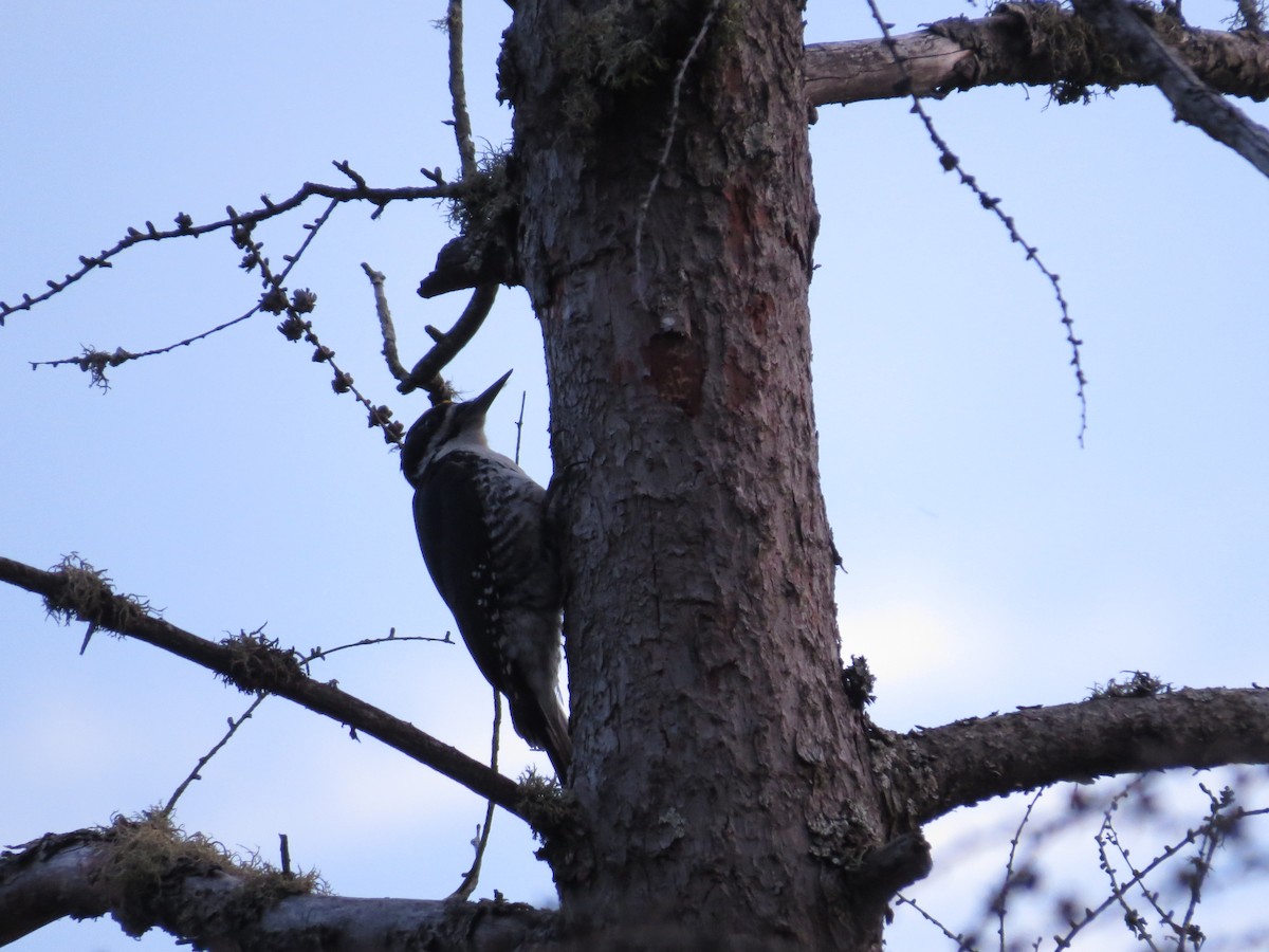 Black-backed Woodpecker - ML346917011