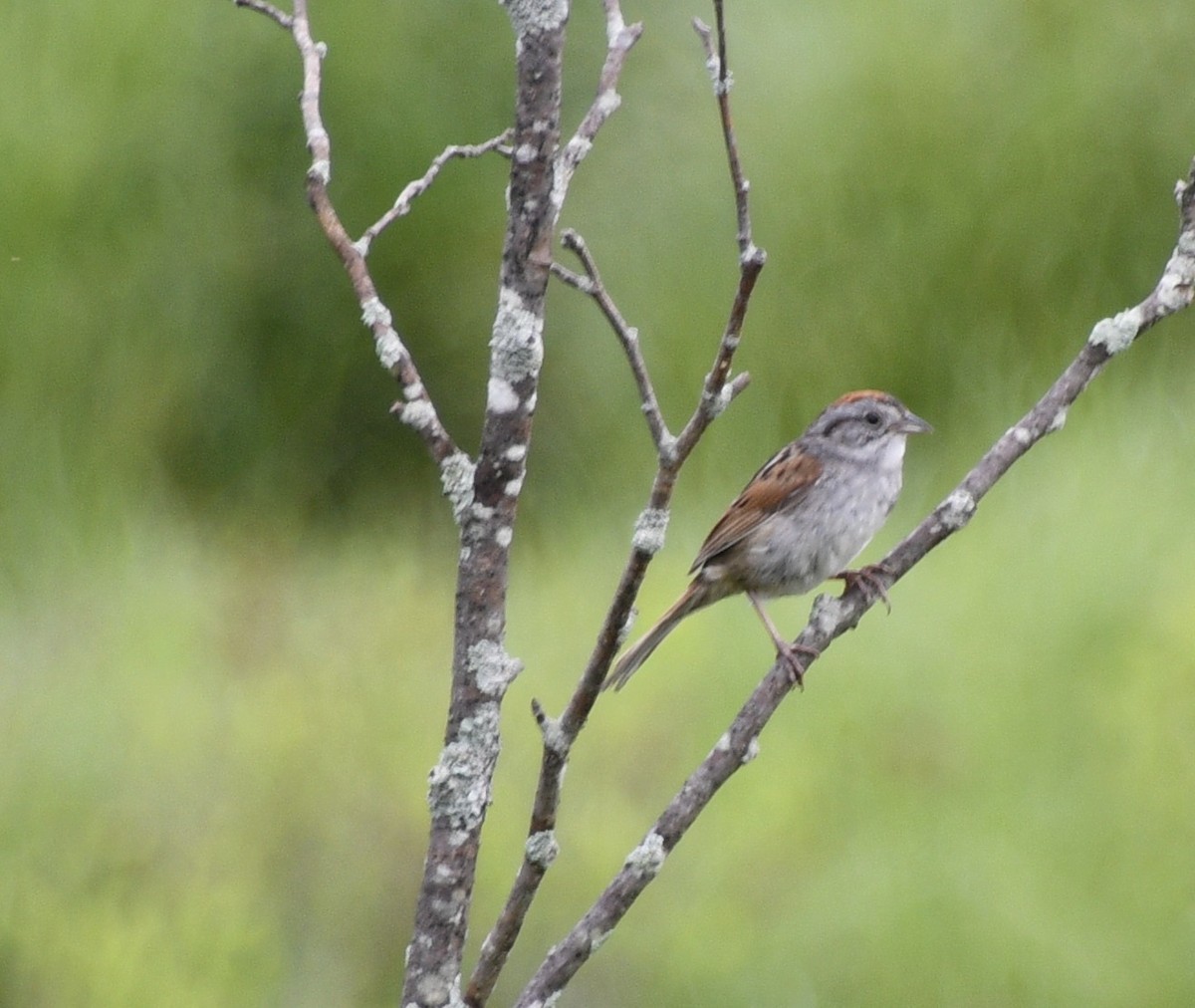 Swamp Sparrow - ML346919811