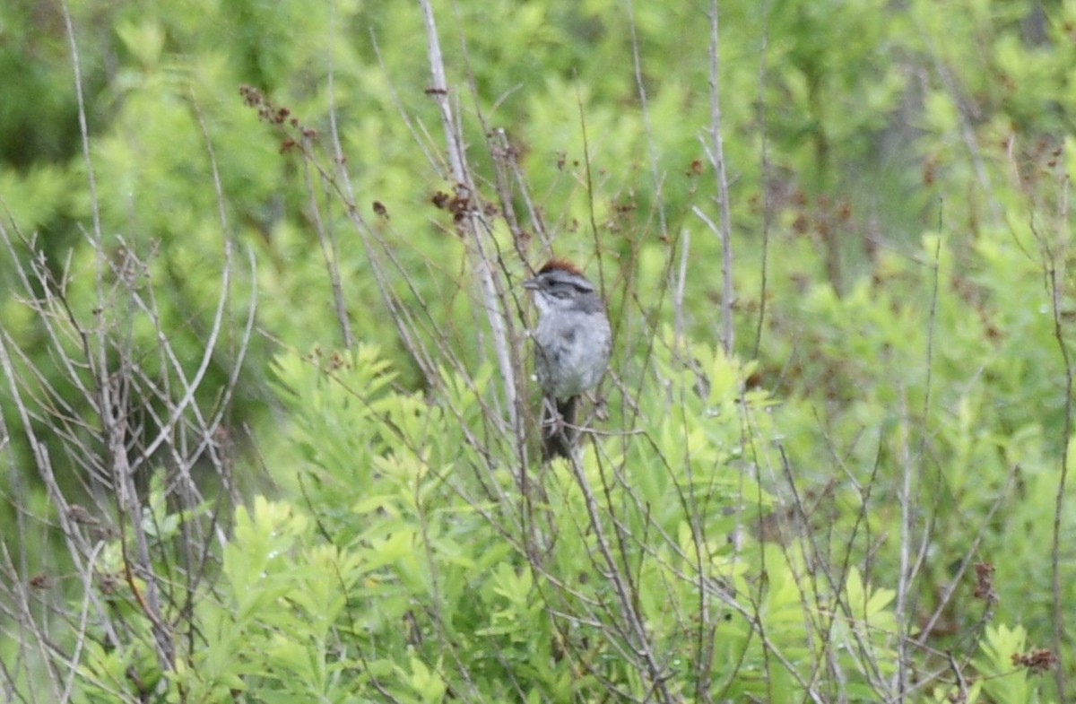 Swamp Sparrow - ML346919821