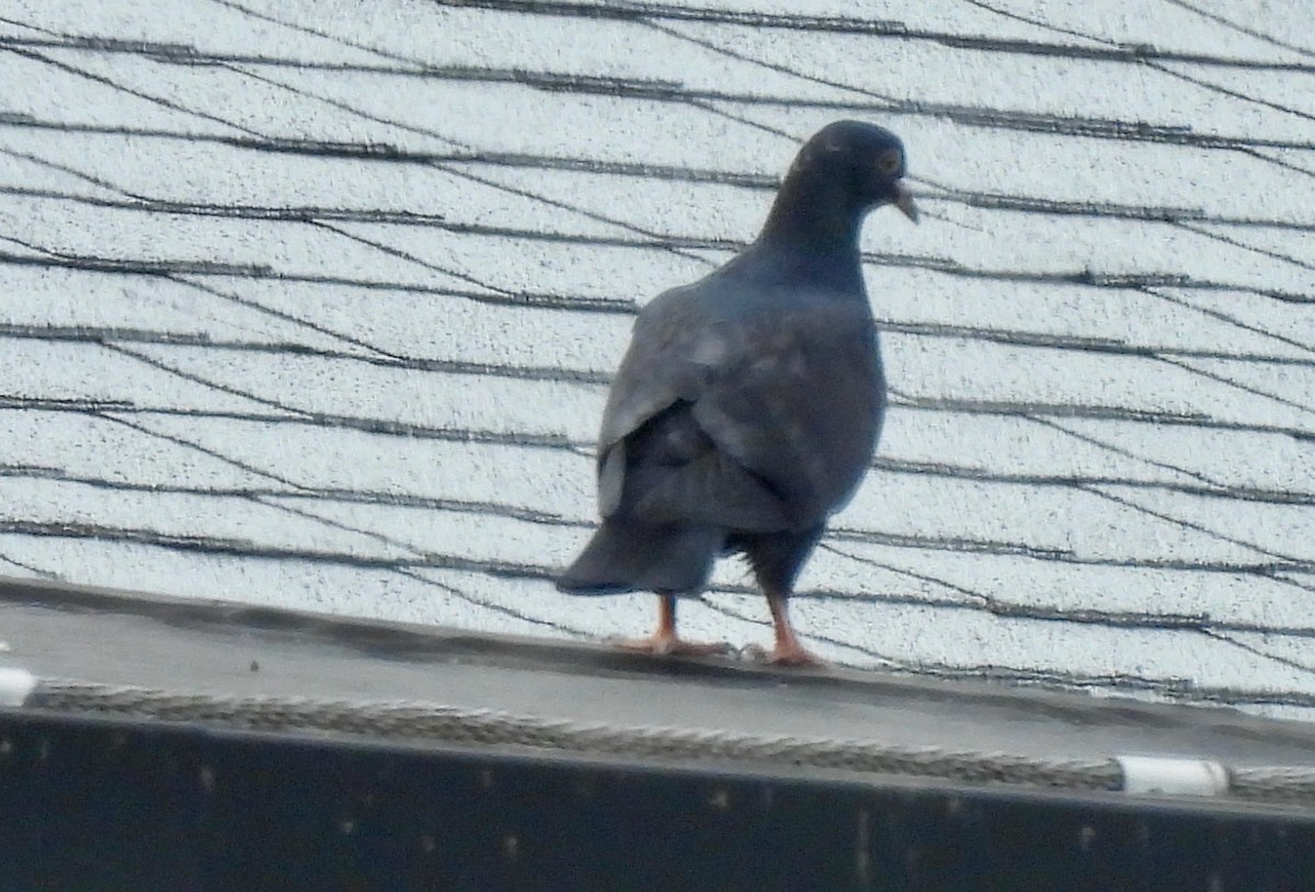 Rock Pigeon (Feral Pigeon) - ML346927631