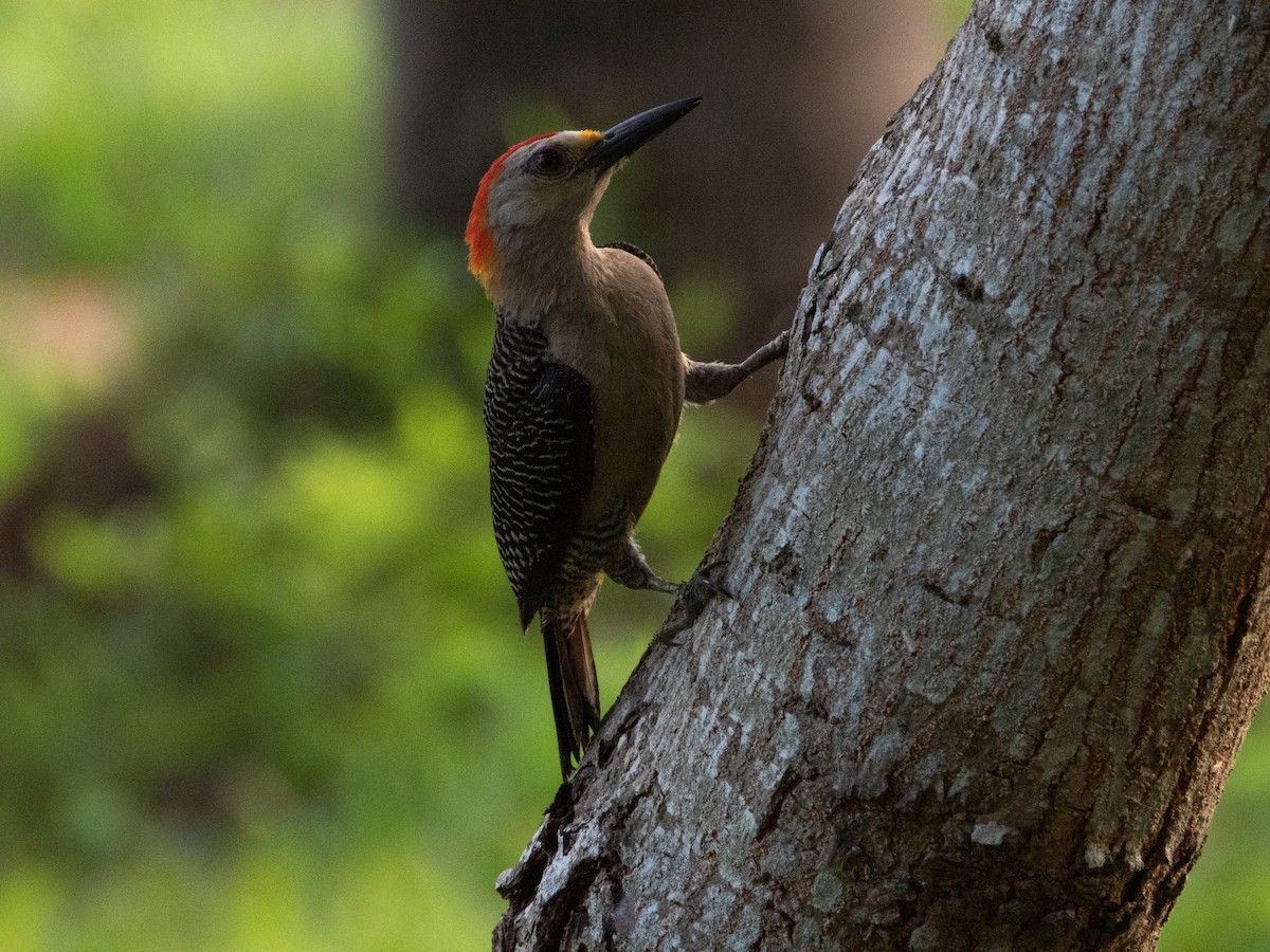 Golden-fronted Woodpecker - ML346928501