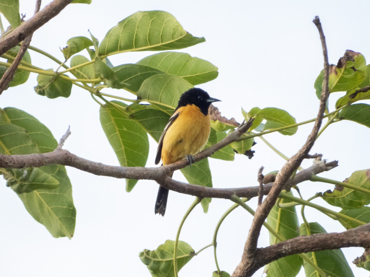 Orchard Oriole (Fuertes's) - ML346928621
