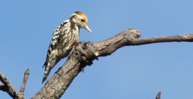 Yellow-crowned Woodpecker - Vikas Madhav Nagarajan