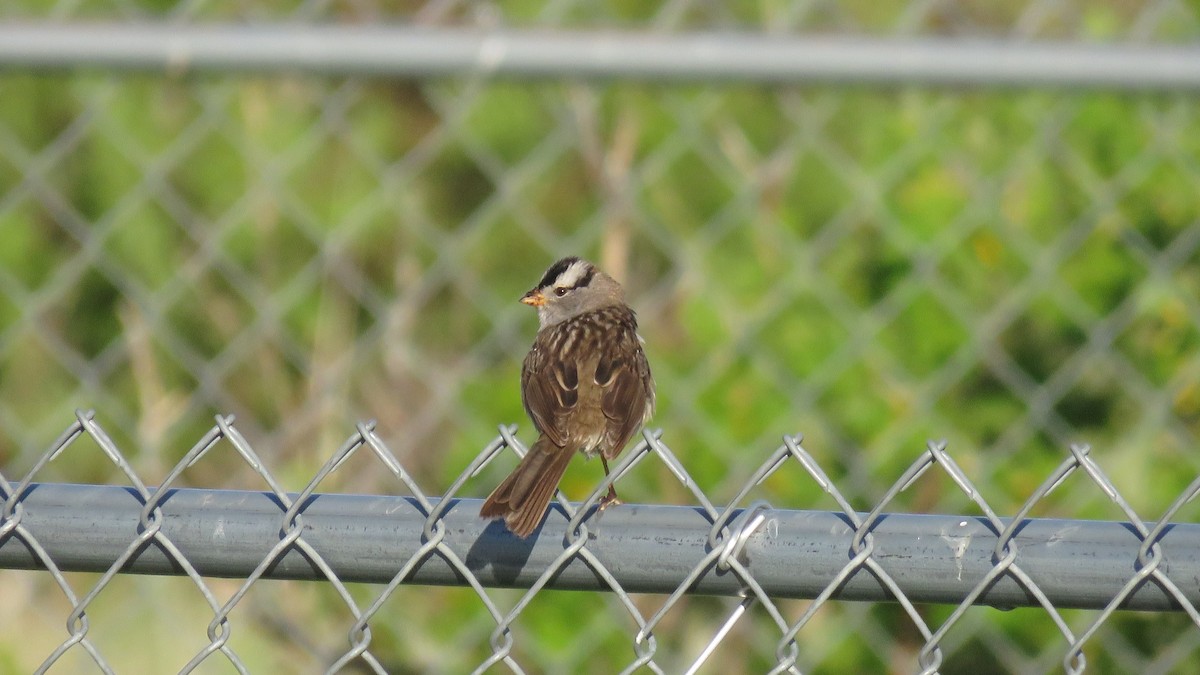 White-crowned Sparrow - ML346934021