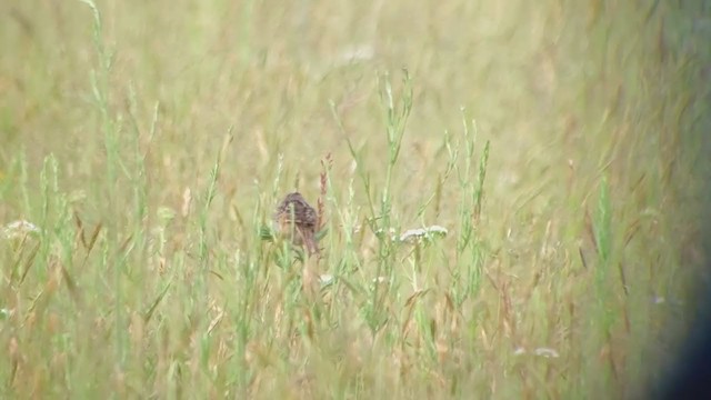 Grasshopper Sparrow - ML346934471