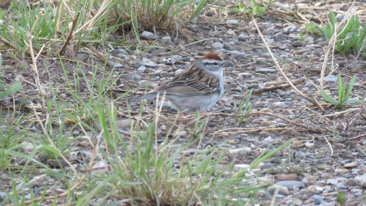 Chipping Sparrow - ML346938141