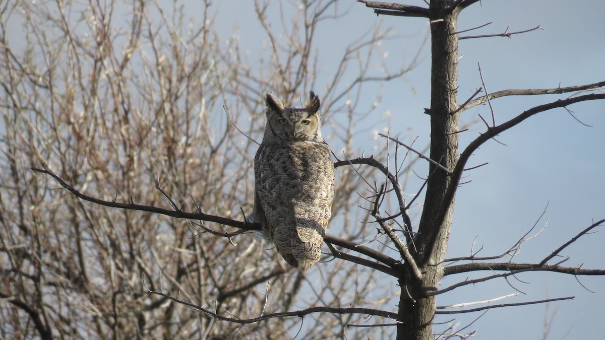 Great Horned Owl - Curtis Mahon