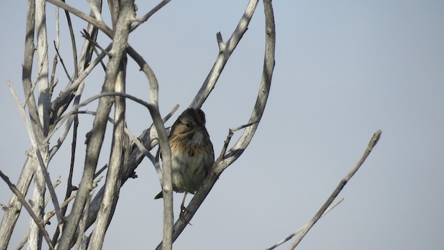 Lincoln's Sparrow