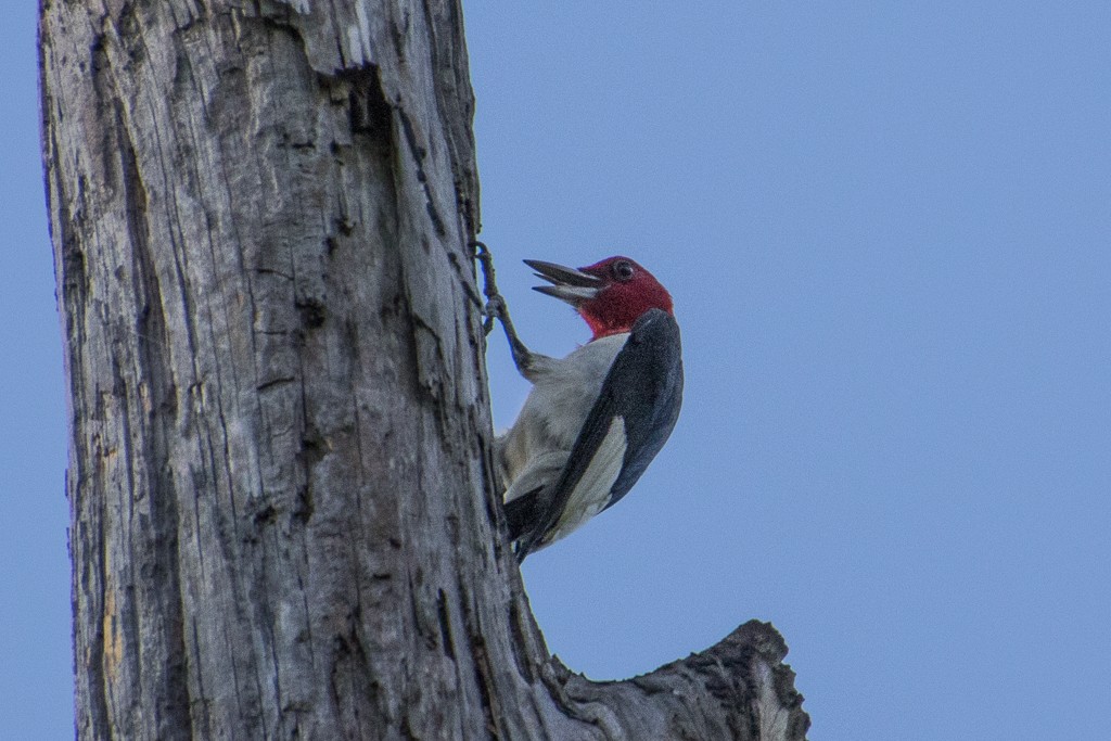 Red-headed Woodpecker - ML346942291