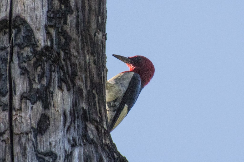 Red-headed Woodpecker - ML346942301