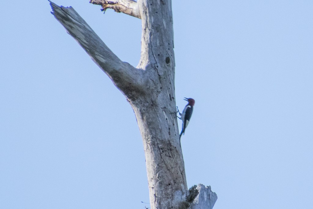 Red-headed Woodpecker - ML346942321