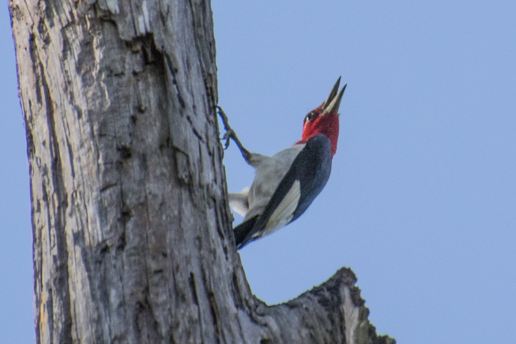 Red-headed Woodpecker - ML346942331