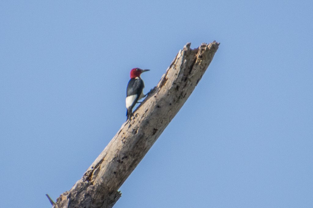 Red-headed Woodpecker - ML346942341