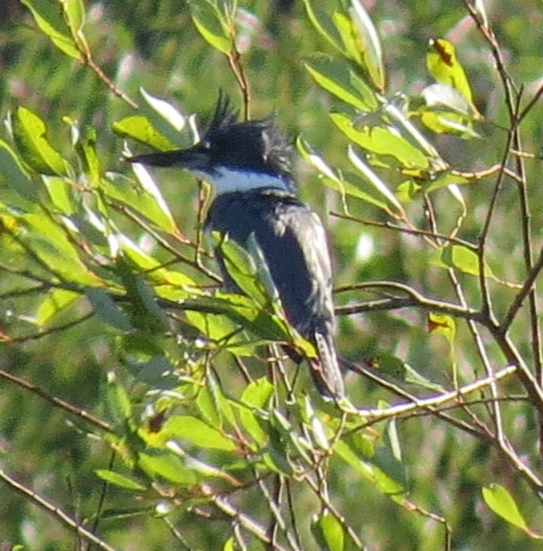 Belted Kingfisher - ML34695021
