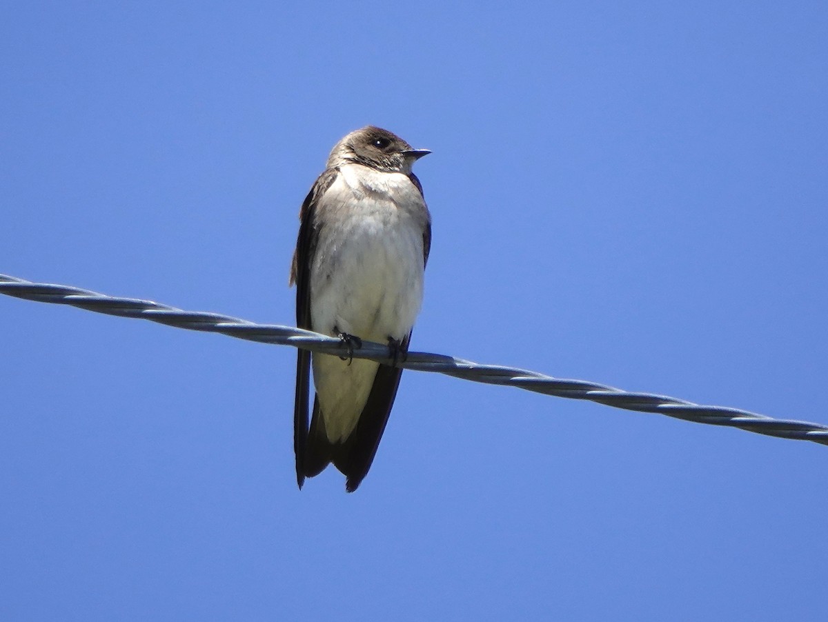 Northern Rough-winged Swallow - Jack Maynard