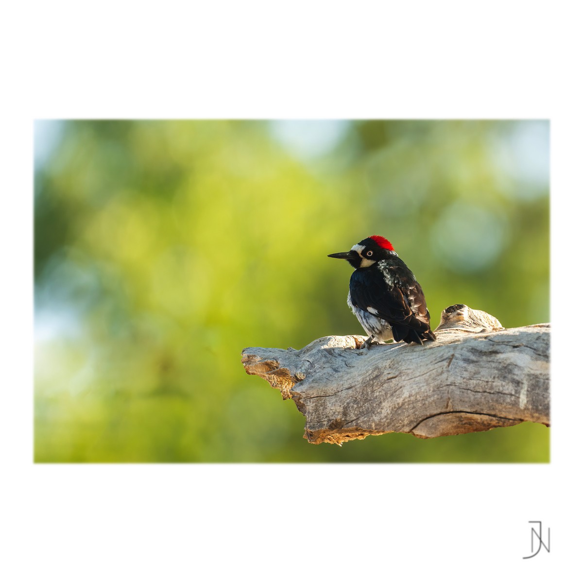 Acorn Woodpecker - ML346956011