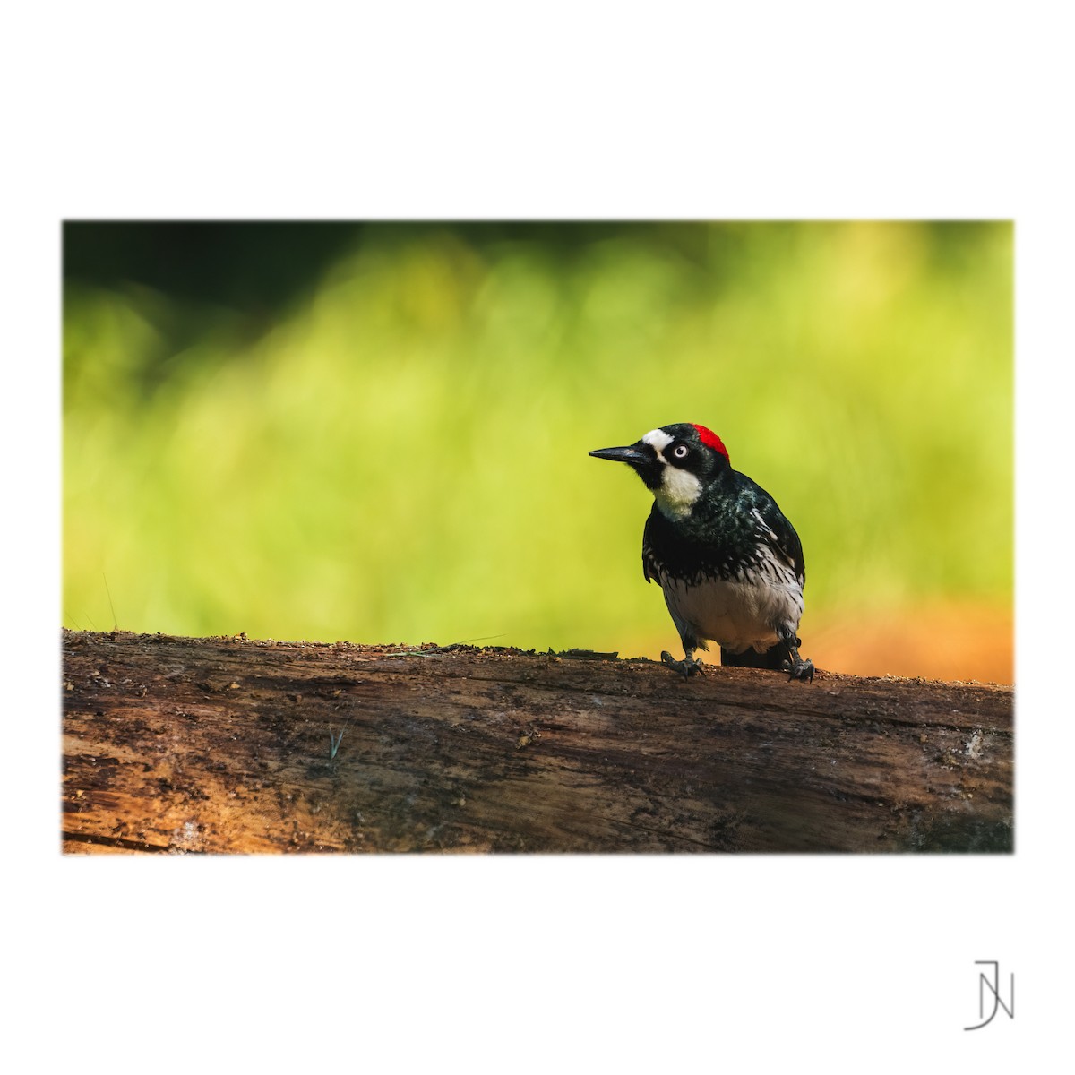 Acorn Woodpecker - ML346956021