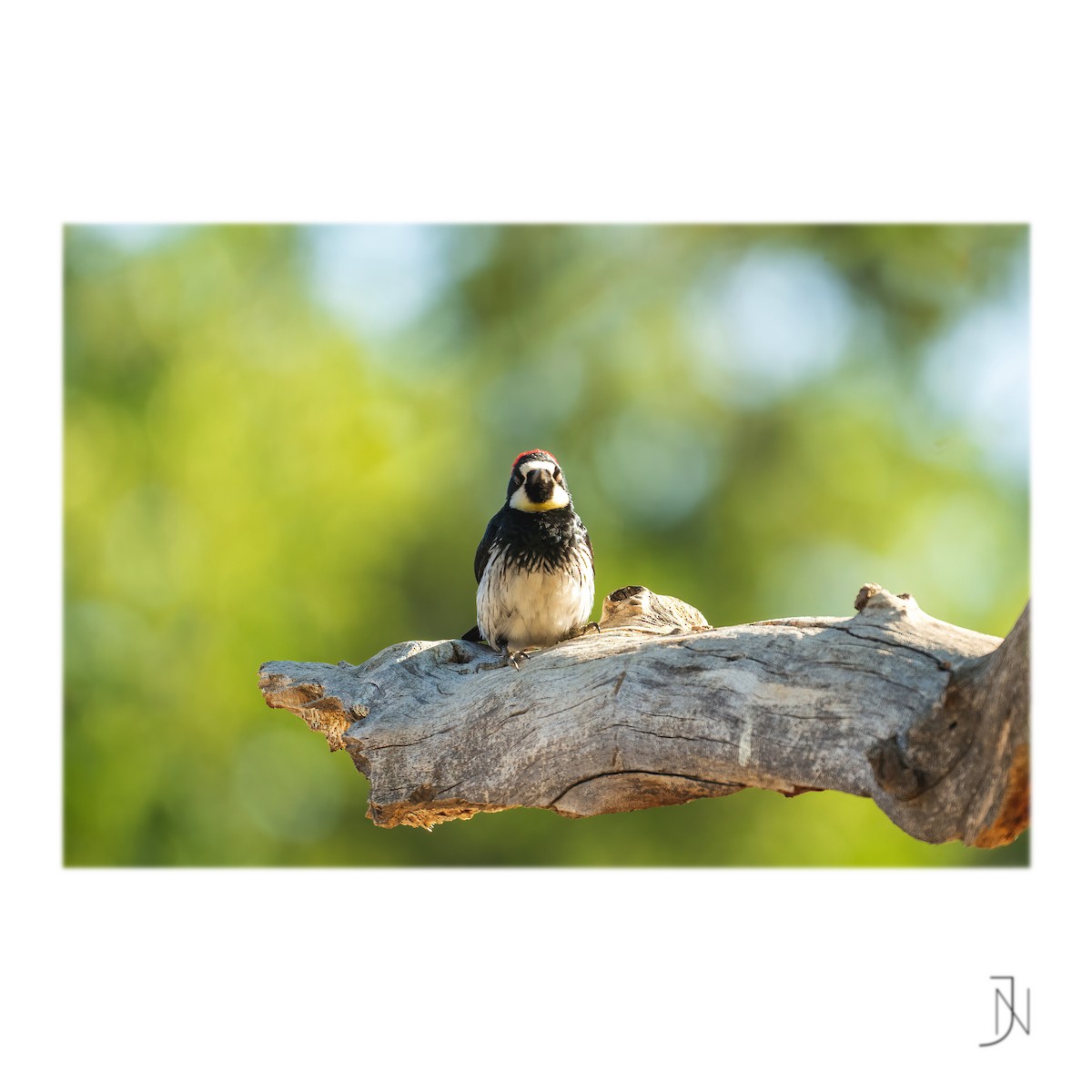 Acorn Woodpecker - ML346956031