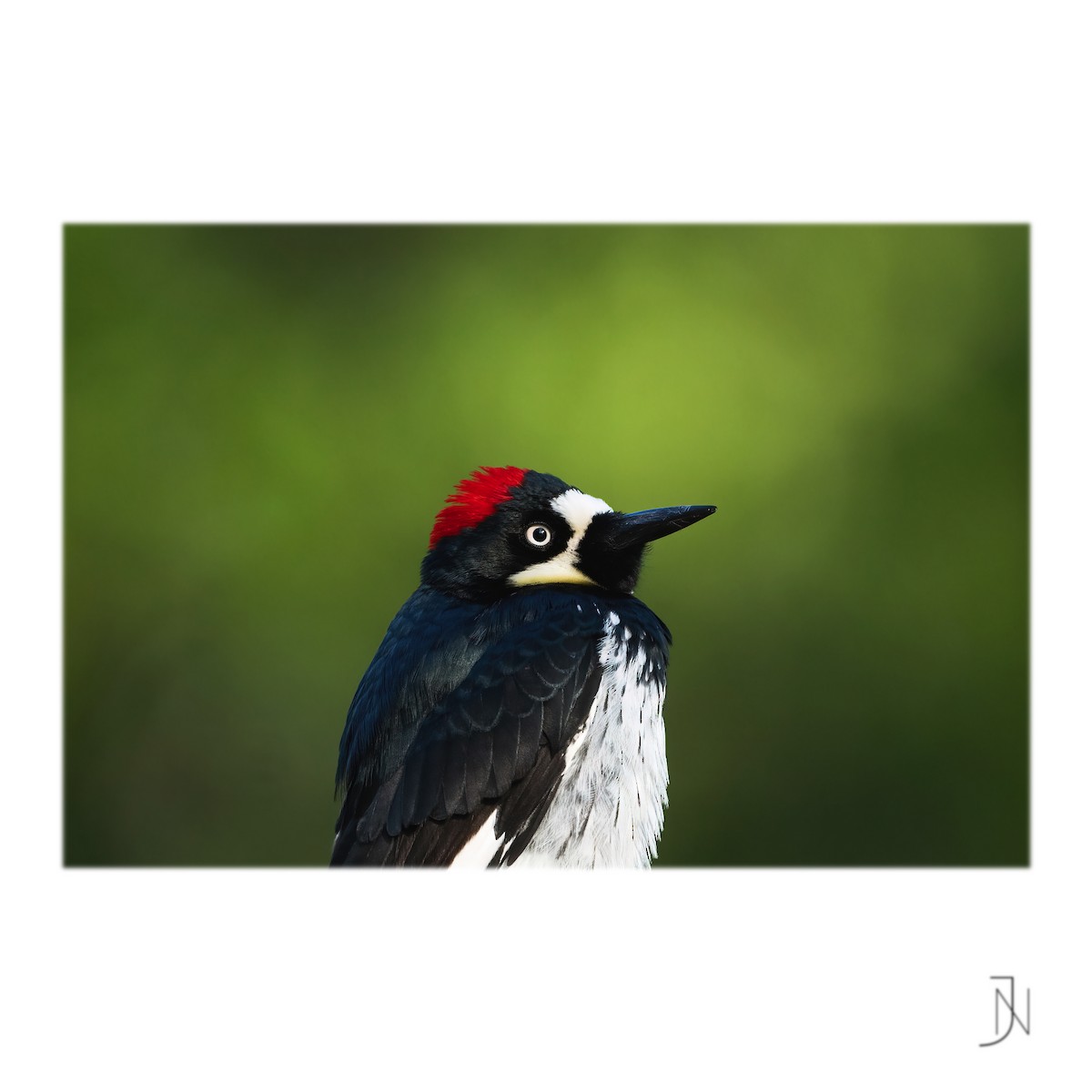 Acorn Woodpecker - ML346956131