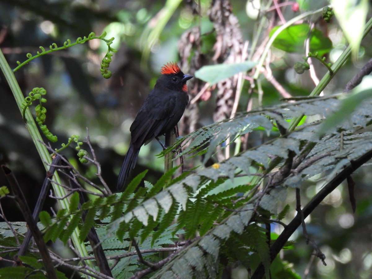 Sooty Ant-Tanager - ML346964341