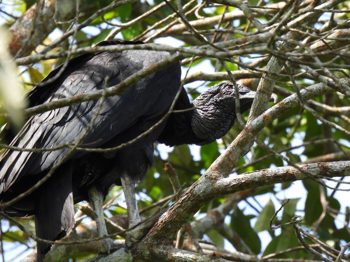 Black Vulture - ML346966031