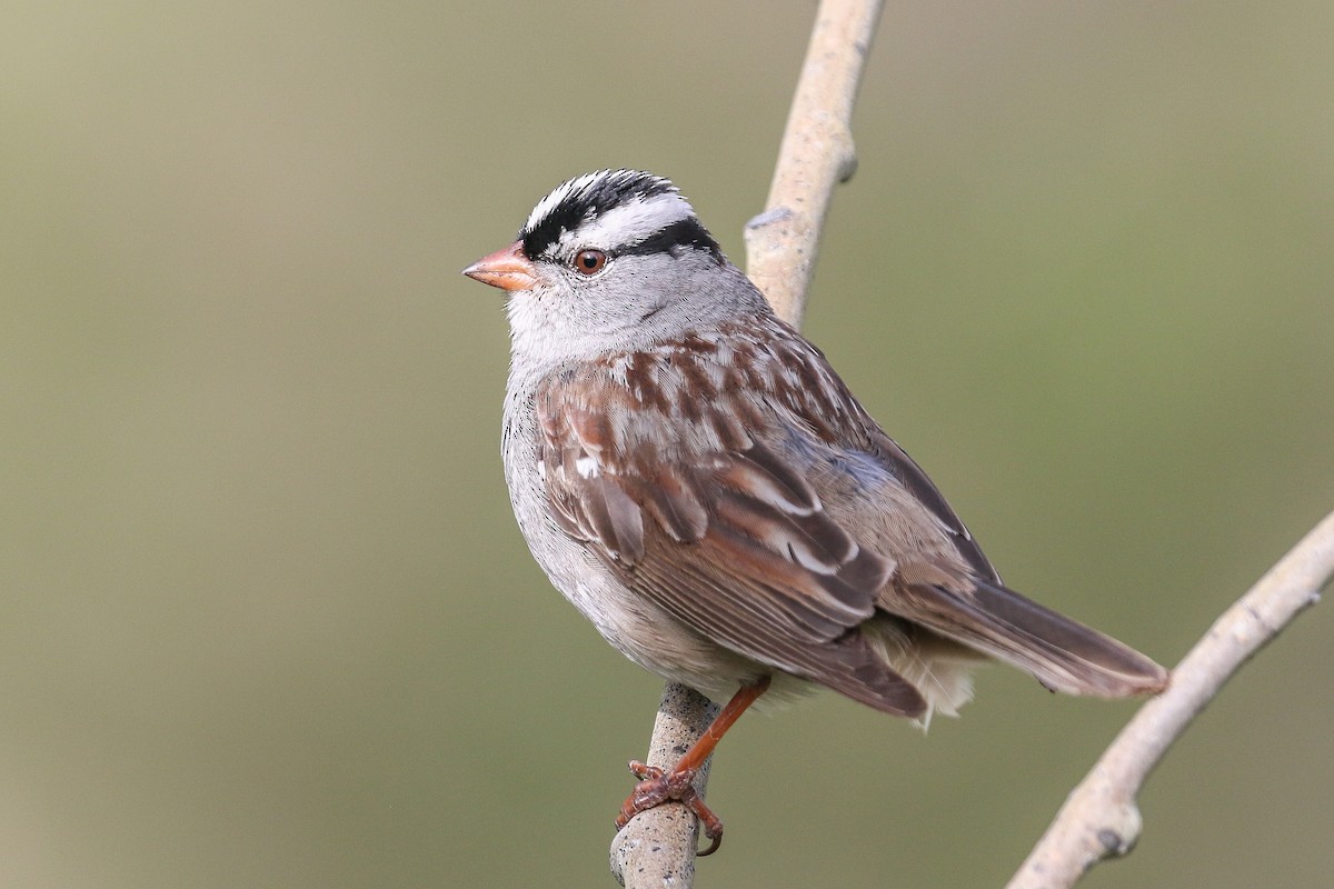 White-crowned Sparrow - ML346967421