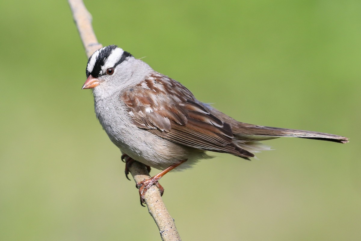 White-crowned Sparrow - ML346967471