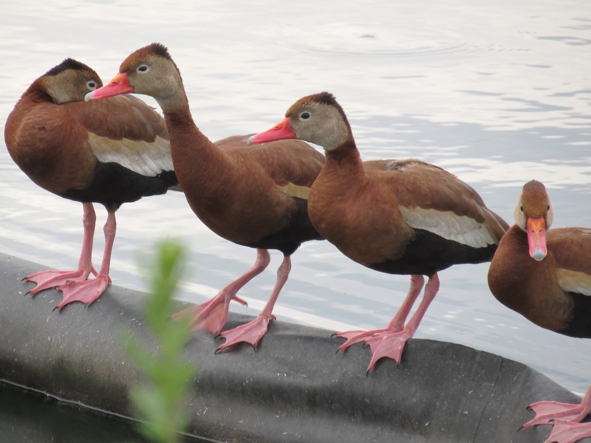 Black-bellied Whistling-Duck - Andrew Olive