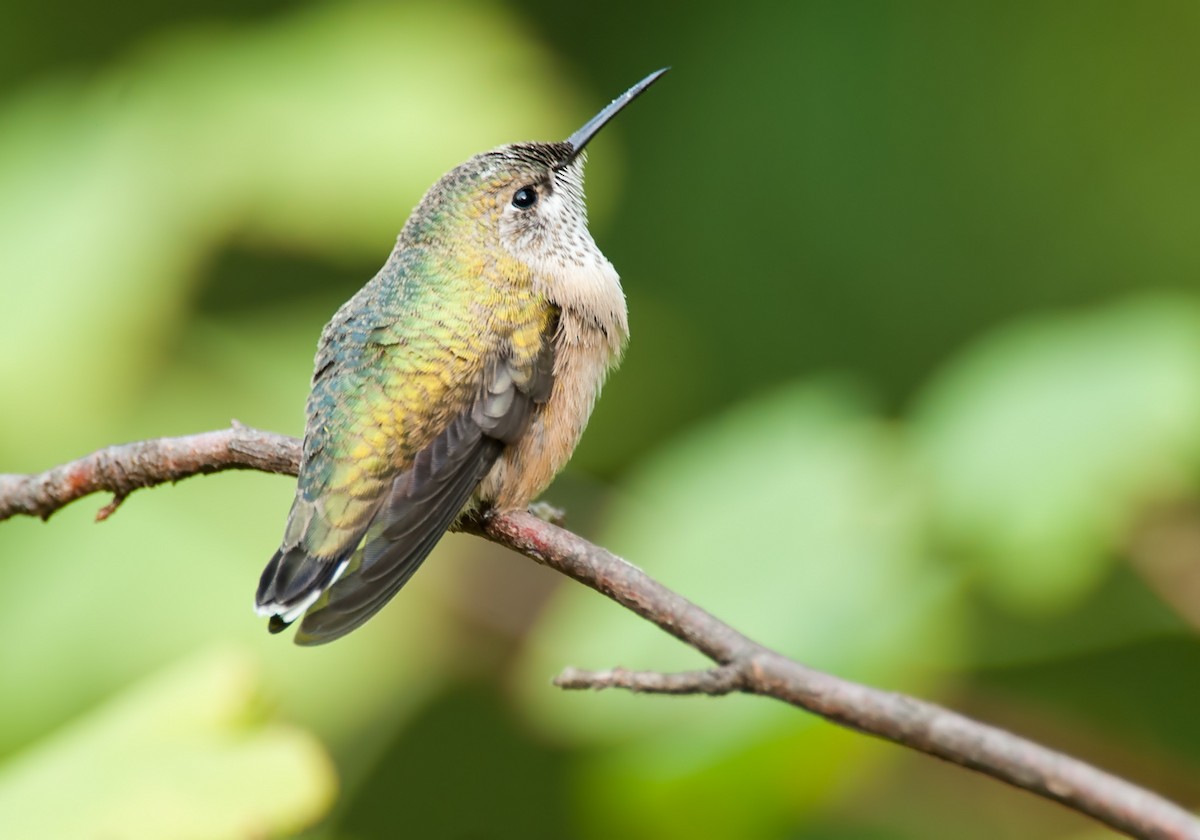 Calliope Hummingbird - Martin Dollenkamp