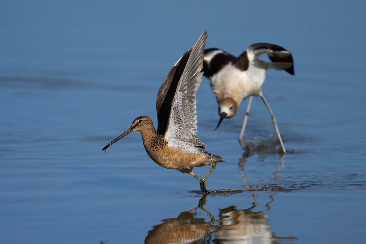 Long-billed Dowitcher - ML346978841
