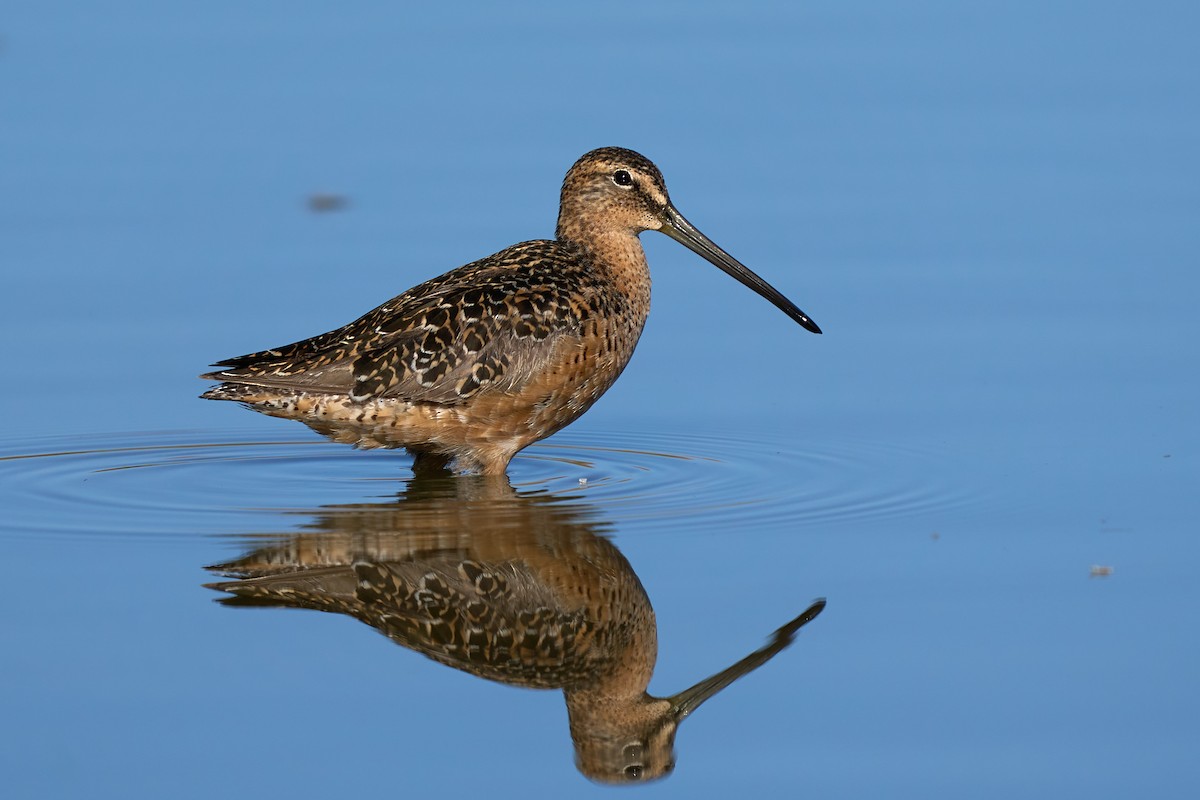 Long-billed Dowitcher - ML346978861
