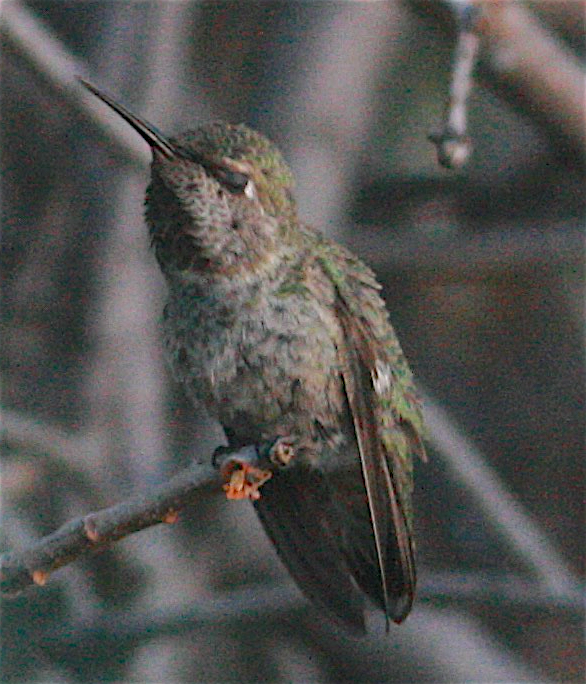 Anna's Hummingbird - ML346981221