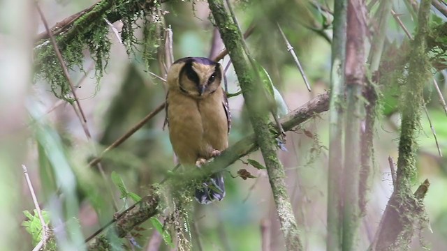 Buff-fronted Owl - ML346987061