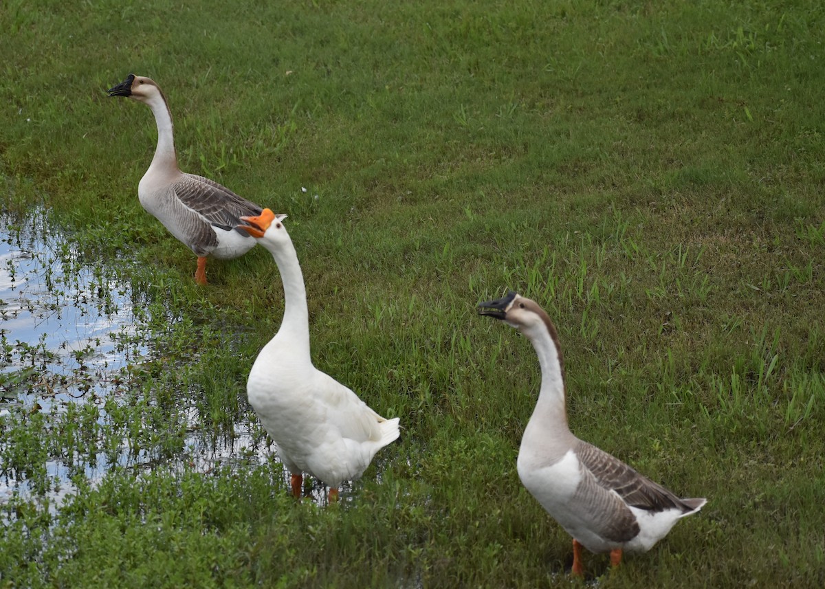 Swan Goose (Domestic type) - ML346988761