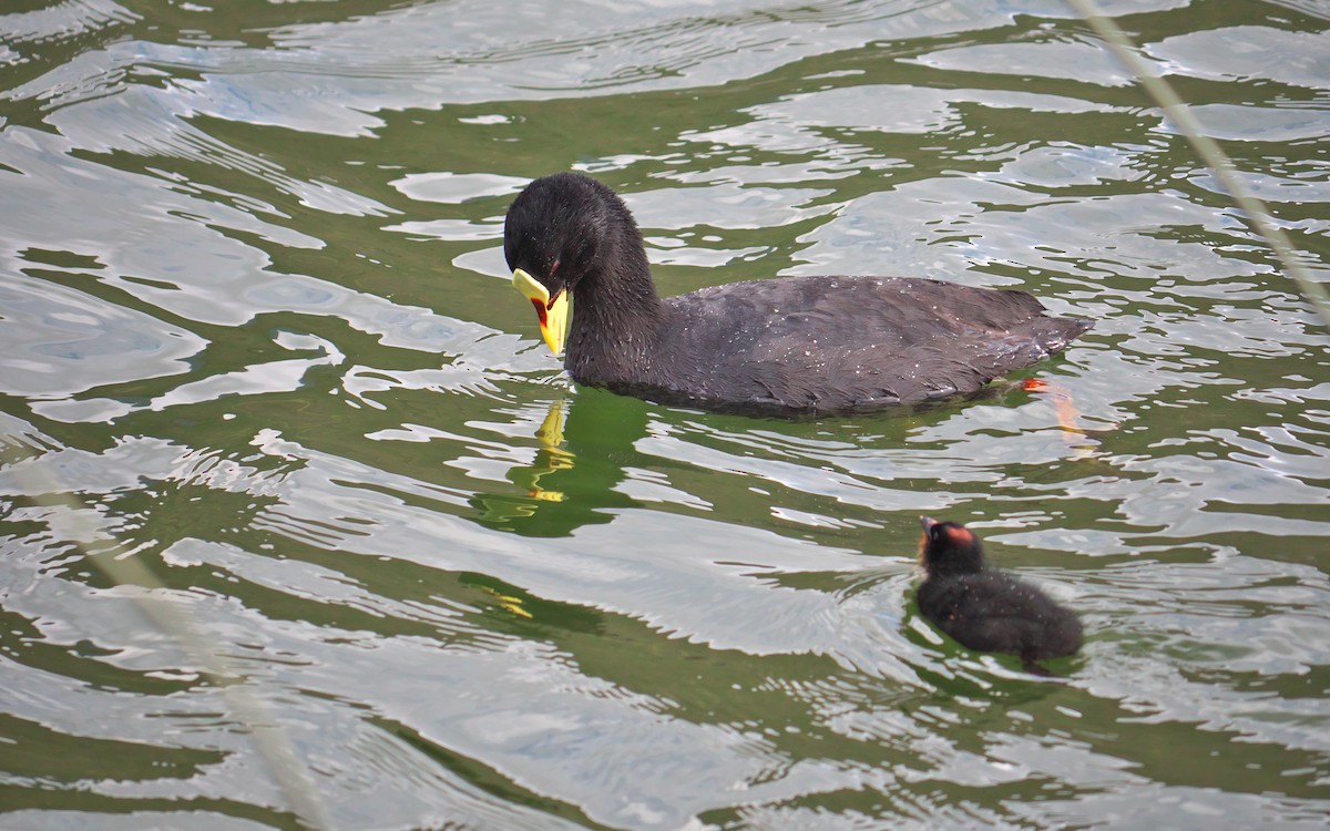 Red-gartered Coot - ML34699041