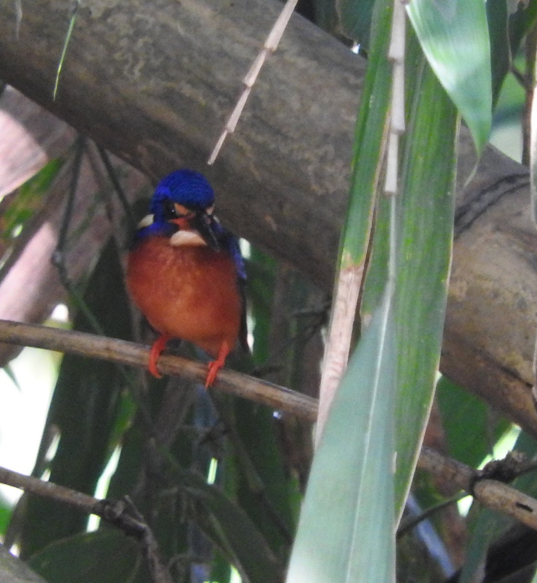 Blue-eared Kingfisher - Sandy Gayasih