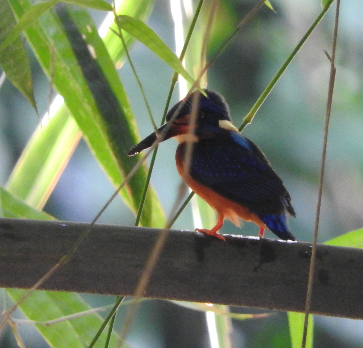 Blue-eared Kingfisher - ML34699221
