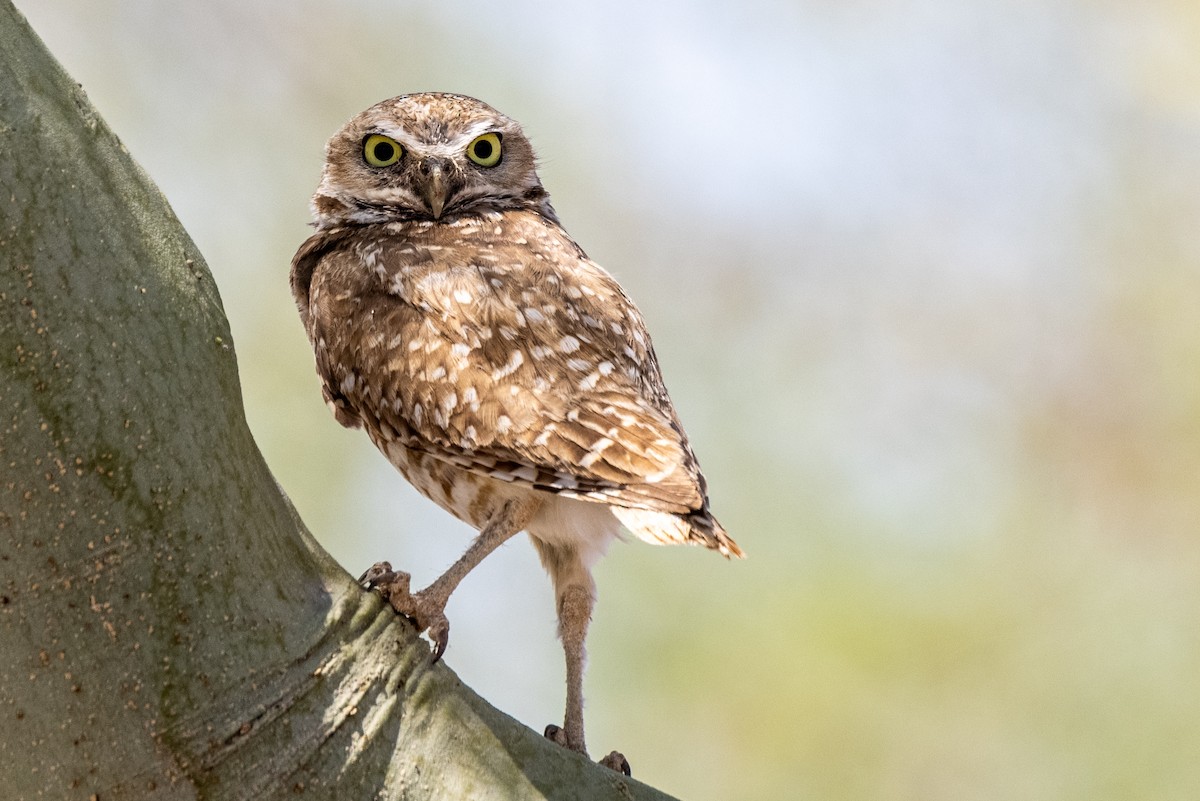 Burrowing Owl - ML346995141