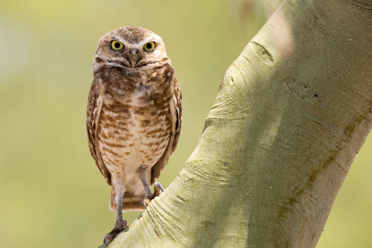 Burrowing Owl - ML346995211