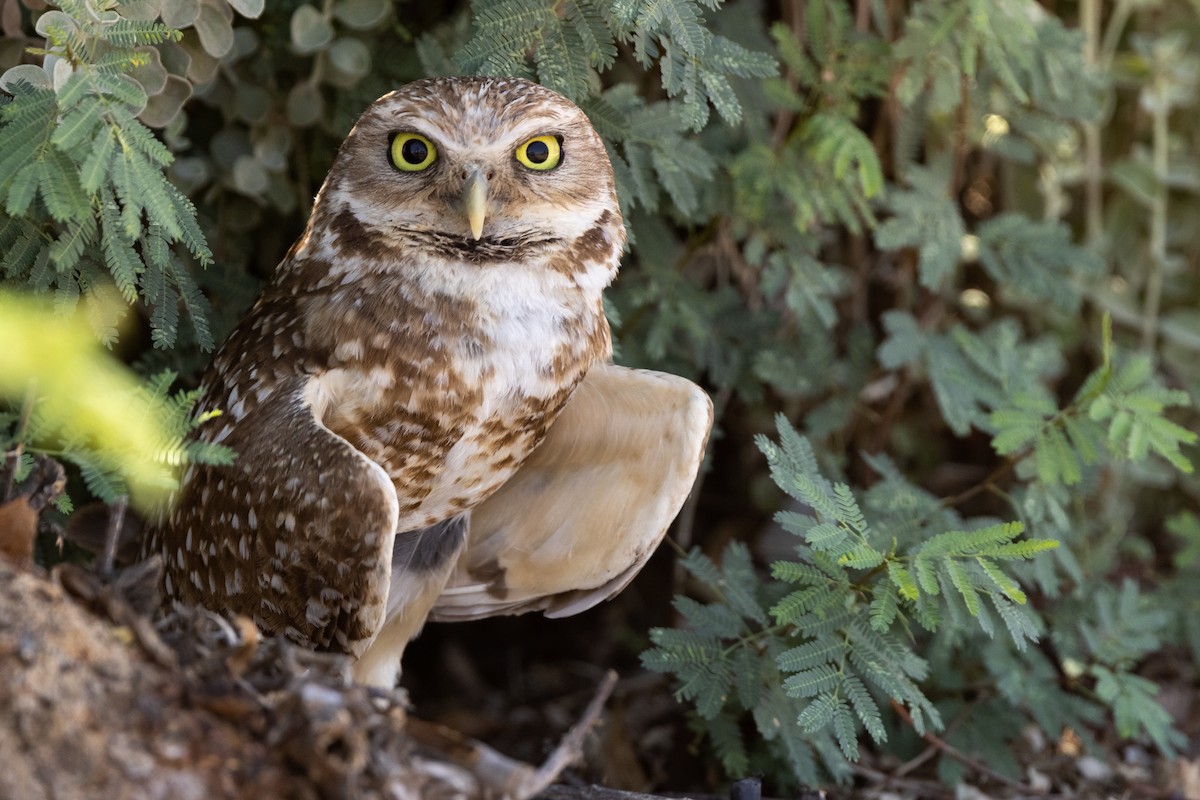Burrowing Owl - ML346995221