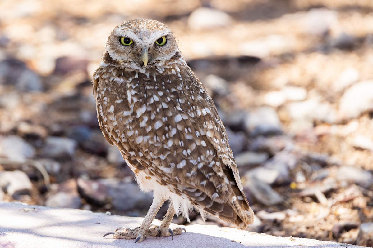 Burrowing Owl - ML346995421