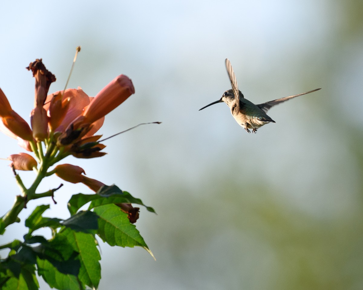 Ruby-throated Hummingbird - Shayna Marchese