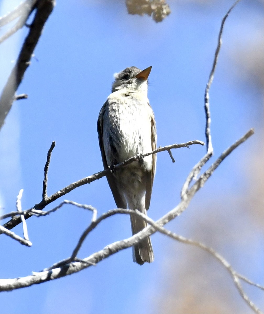 Greater Pewee - Jim Collins