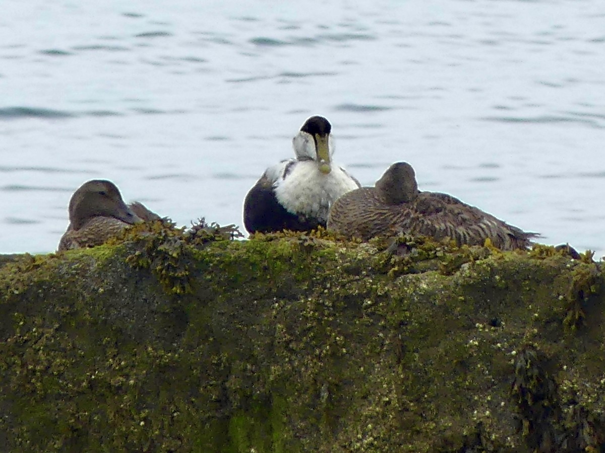 New York Breeding Bird Atlas Checklist - 4 Jun 2021 - Rowsoms, Orient